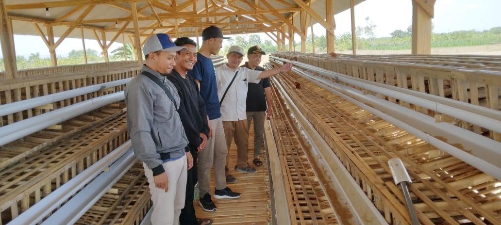 Baru Satu Bulan, Peternakan Ayam Petelur di Ring Satu EMCL Raup Keuntungan Melimpah