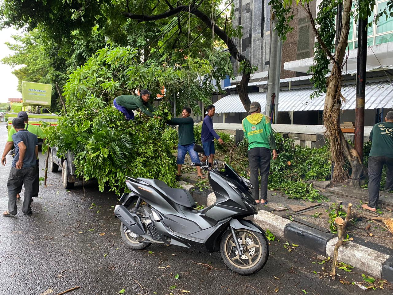 DLH Lamongan Intensifkan Perampingan Pohon di Musim Hujan