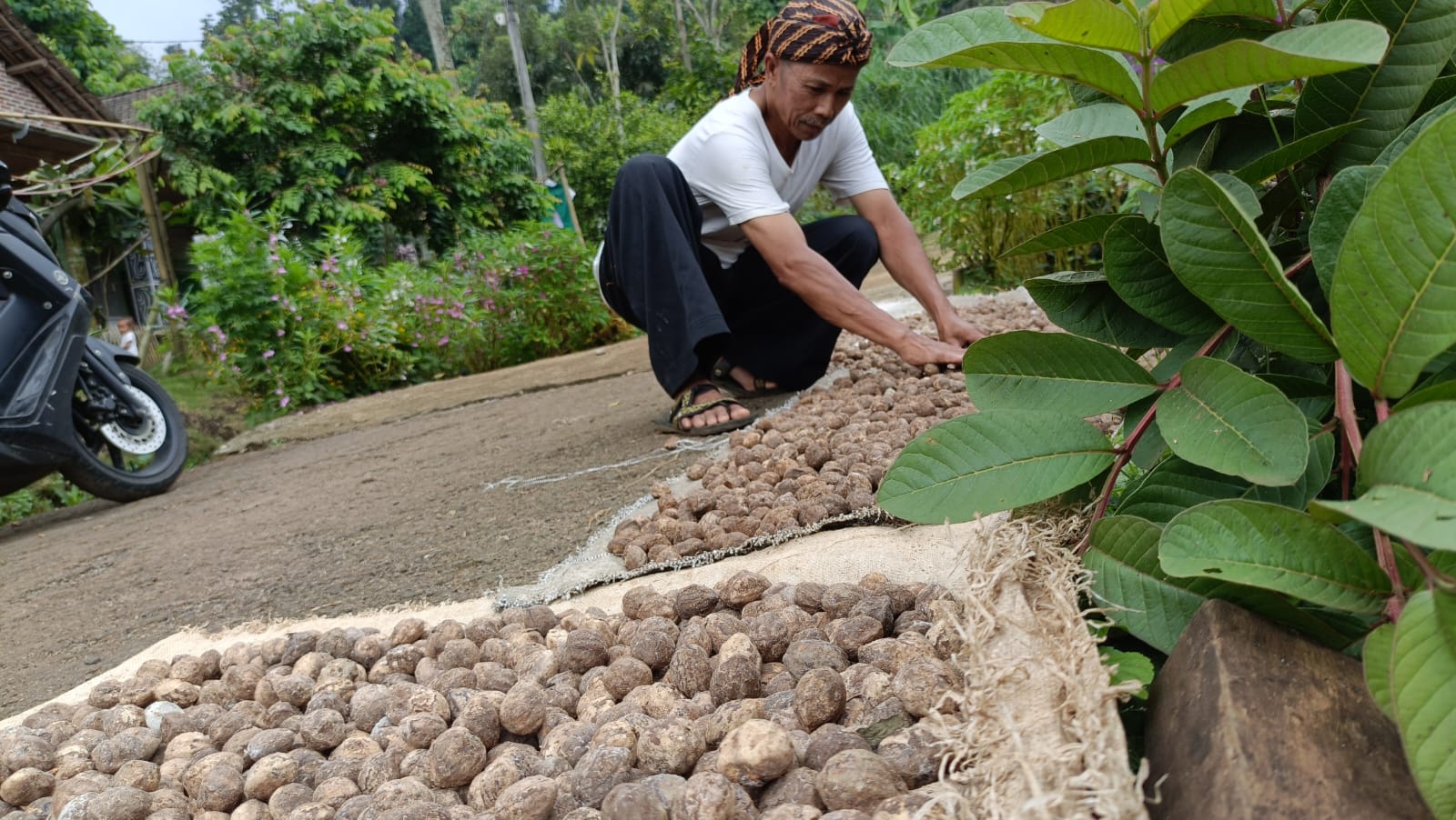 Menengok Buah Kemiri Wonosalam Jombang, Jadi Sumber Penghasilan Warga Lokal