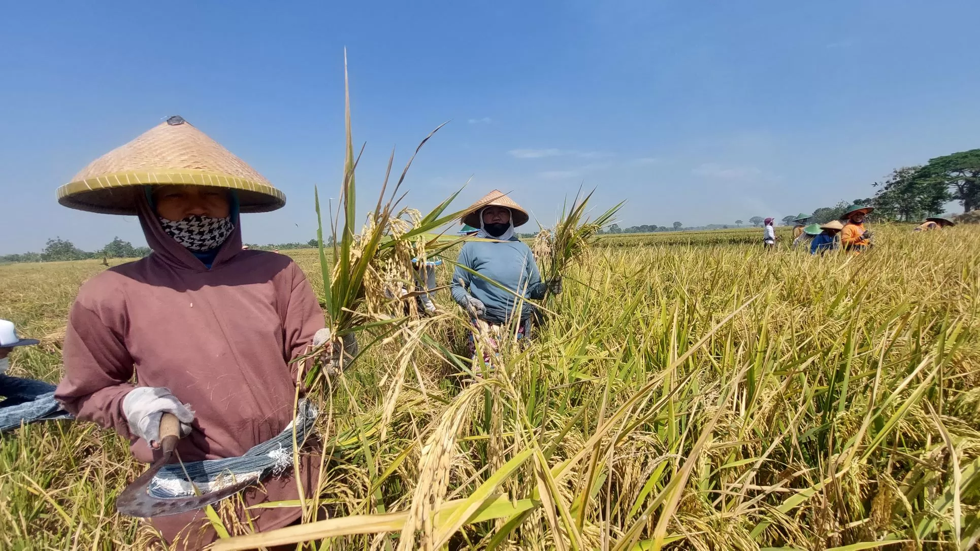 Panen Padi di Madiun Maret-April Diperkirakan 3.853 Ton