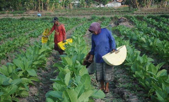 Masa Tanam Tembakau Sudah Dimulai, Petani Bojonegoro Butuh Air