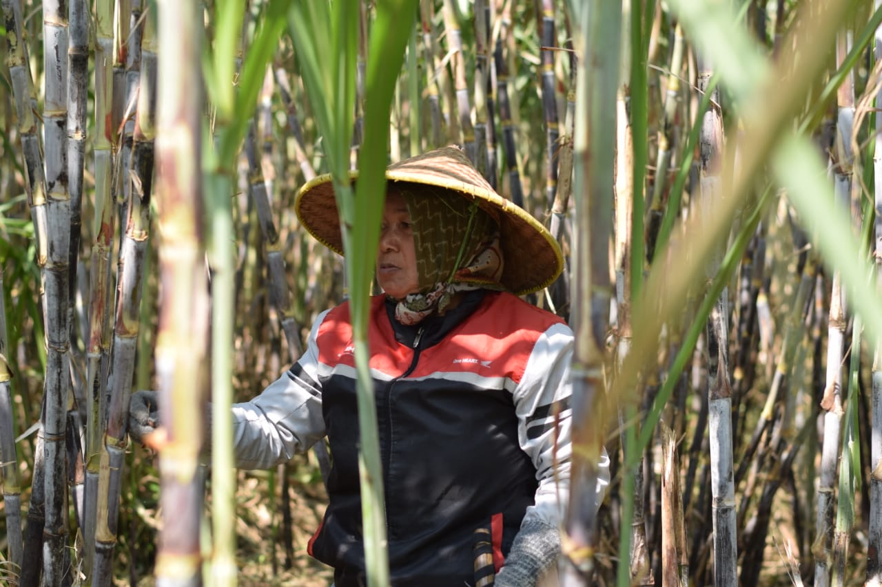 PTPN I Regional 5 Kebun Kalitelepak Raih Peningkatan Produksi Tebu 31% untuk Dukung Swasembada Gula 2028