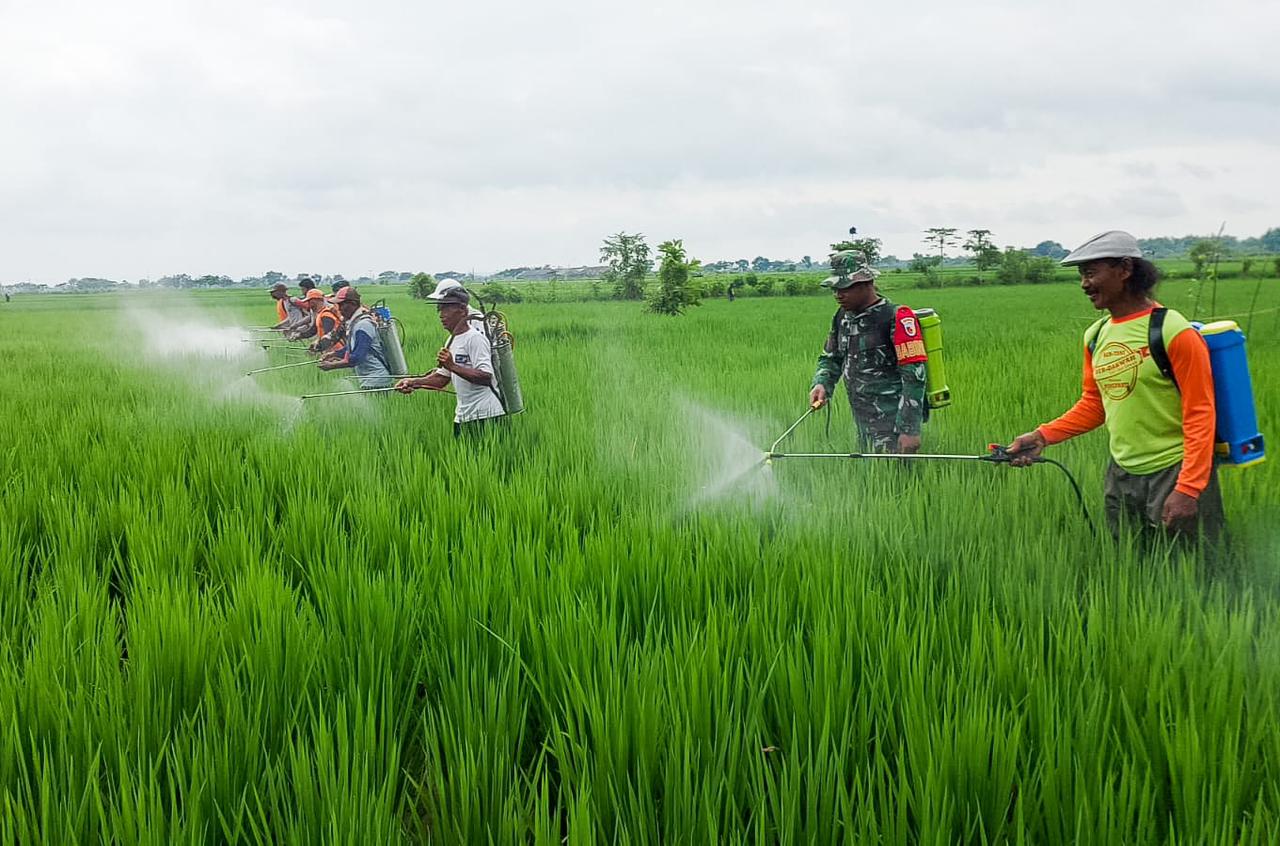 Dukung Ketahanan Pangan, Babinsa di Bojonegoro Ini Bantu Gerdal Hama Padi