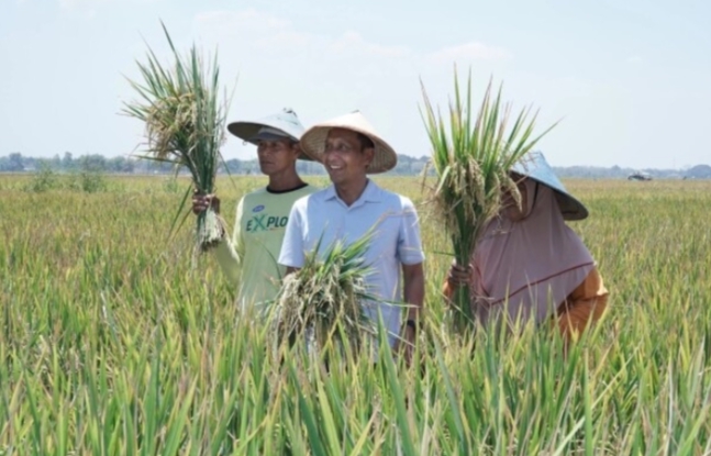Pemkab Bojonegoro akan Jembatani Petani dengan Pengepul untuk Kestabilan Harga, saat Masa Panen