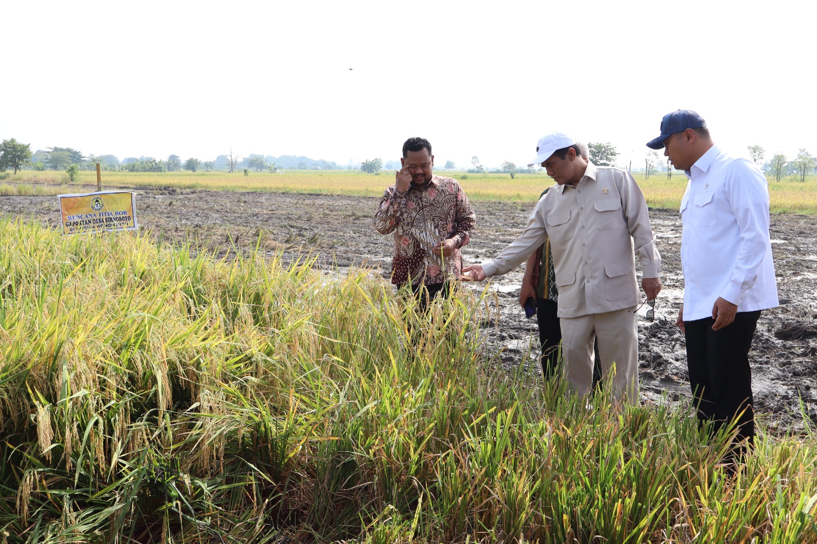 Mentan Amran Apresiasi Panen Raya di Gresik: Produksi Tinggi, Harga Gabah Naik