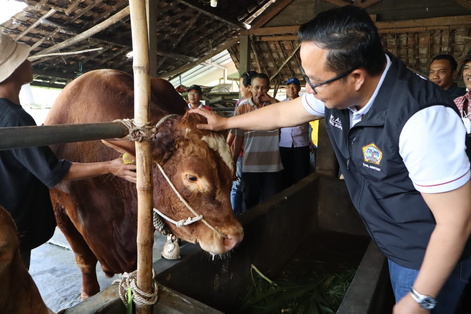 Presiden Prabowo Beli 2 Sapi Limousine Seberat 1 Ton dari Peternak Gresik
