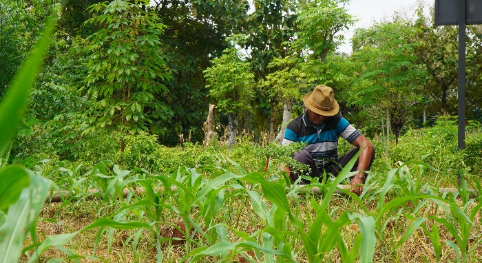 Bantuan Irigasi SIG Tingkatkan Produktivitas Pertanian di Tuban