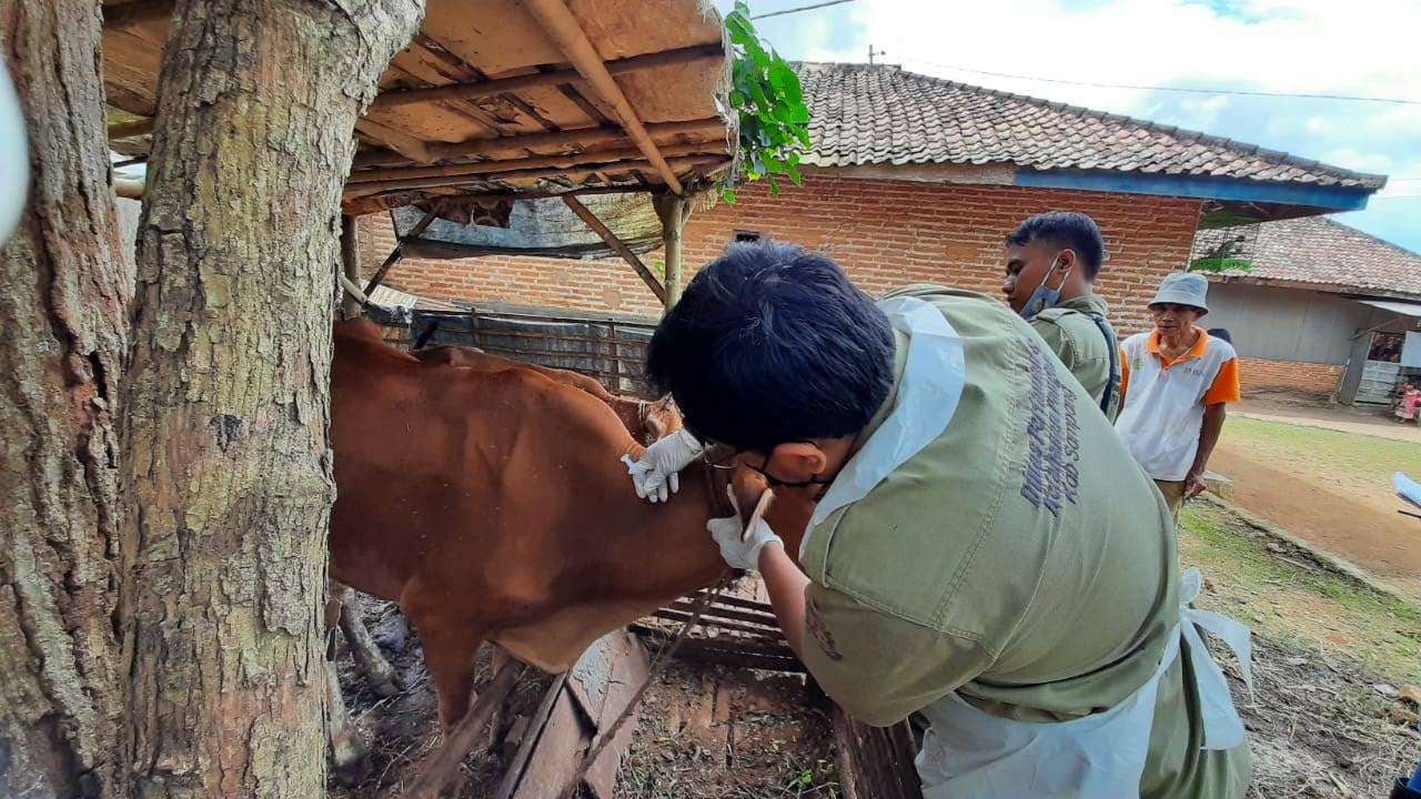 Disperta KP Sampang Minta Hewan Kurban Harus Dilakukan Pemeriksaan