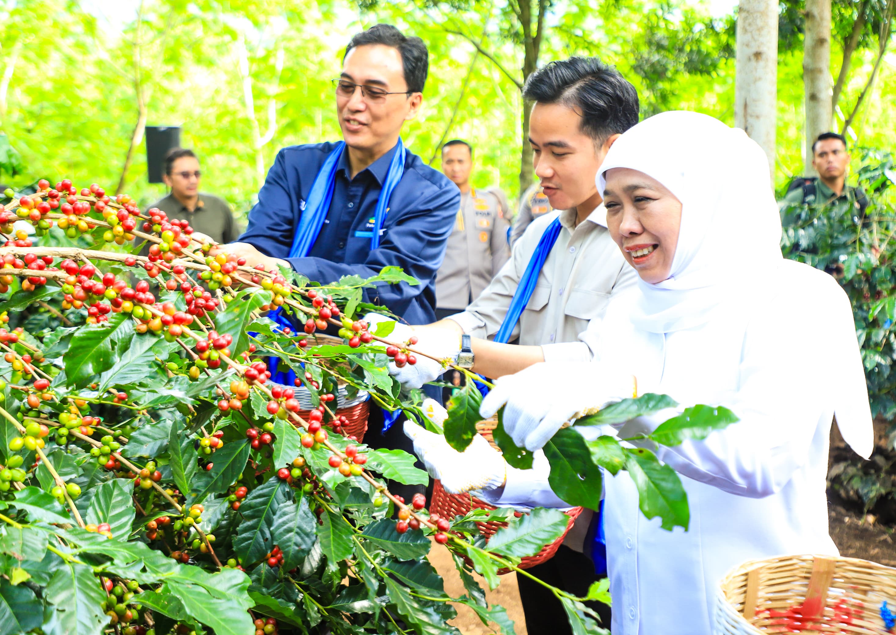 Panen Raya Kopi Bersama Wapres Gibran di Bondowoso, Gubernur Khofifah Kenalkan Strategi Communal Branding untuk Penuhi Pasar Ekspor