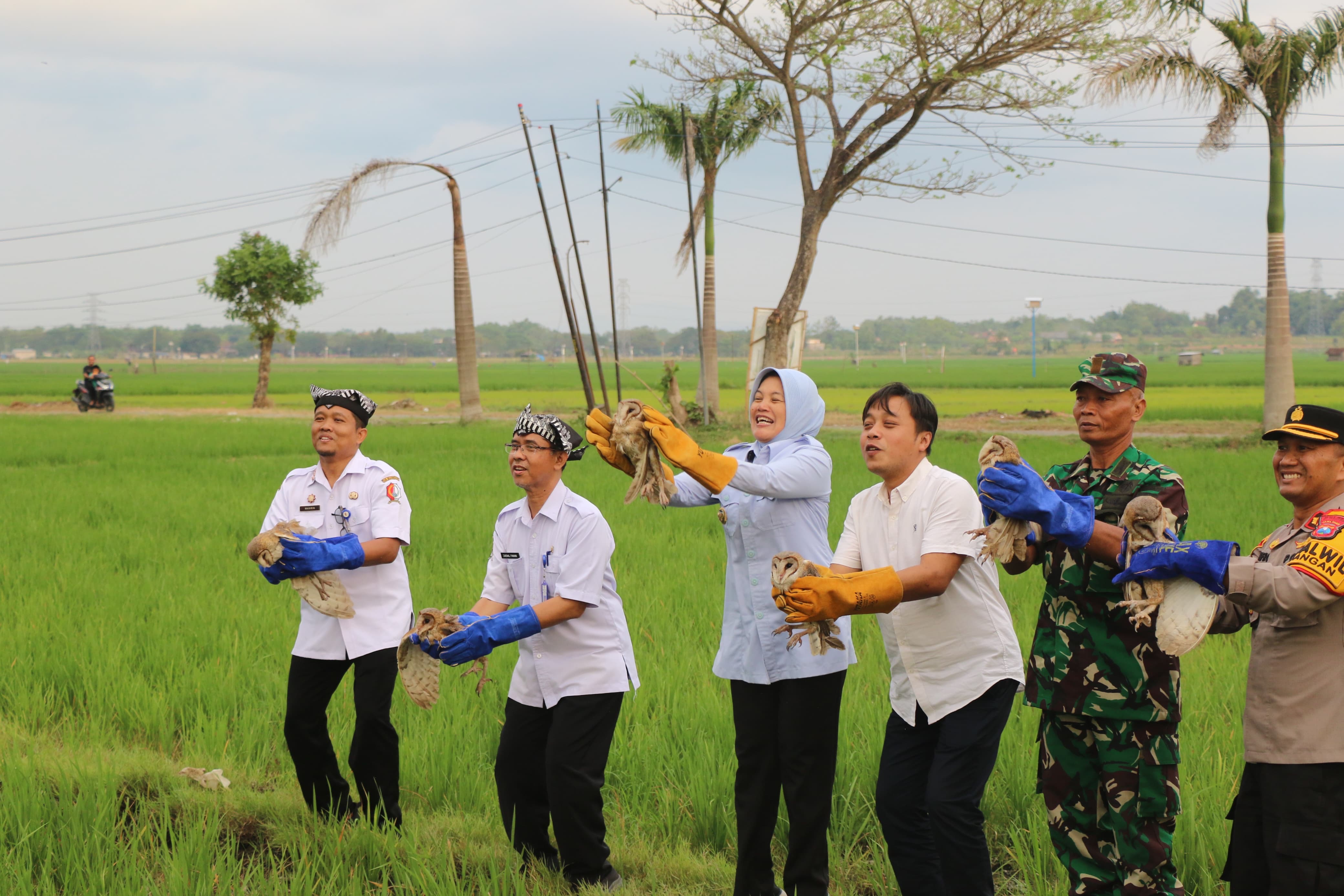 Upaya Kendalikan Hama Tikus, Pemkab Bojonegoro Lepaskan Burung Hantu