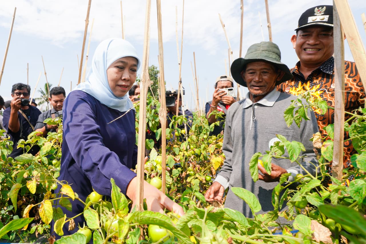 Stabilkan Harga Tomat, Gubernur Khofifah Minta Bupati/Wali Kota Serap Panen Petani