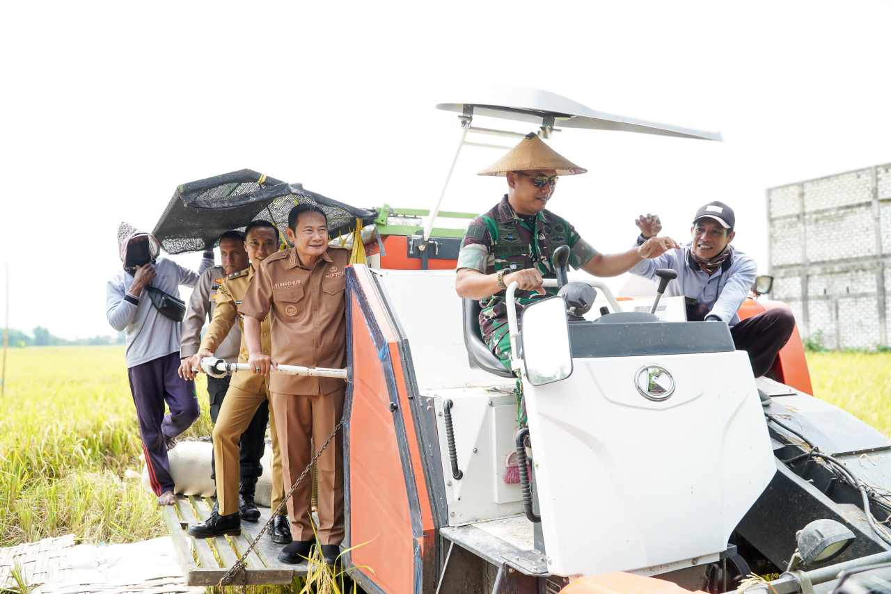 Panen musim tanam II di Kecamatan Kembangbahu Lamongan.