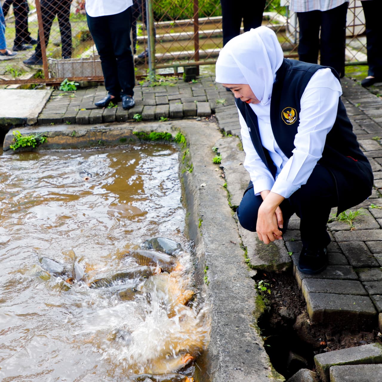 Gubernur Khofifah Tinjau Instalasi Budidaya Ikan Mas di Kota Batu, Siap Kembangkan Lebih Masif dengan Benih Jutaan
