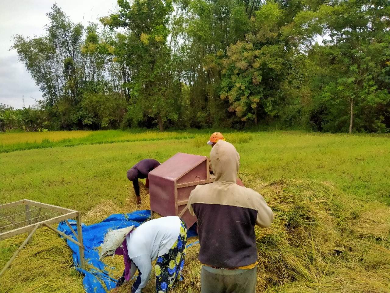 Produksi Beras 2025 di Sampang Meningkat, Perluasan Lahan Tanam Jadi Kunci