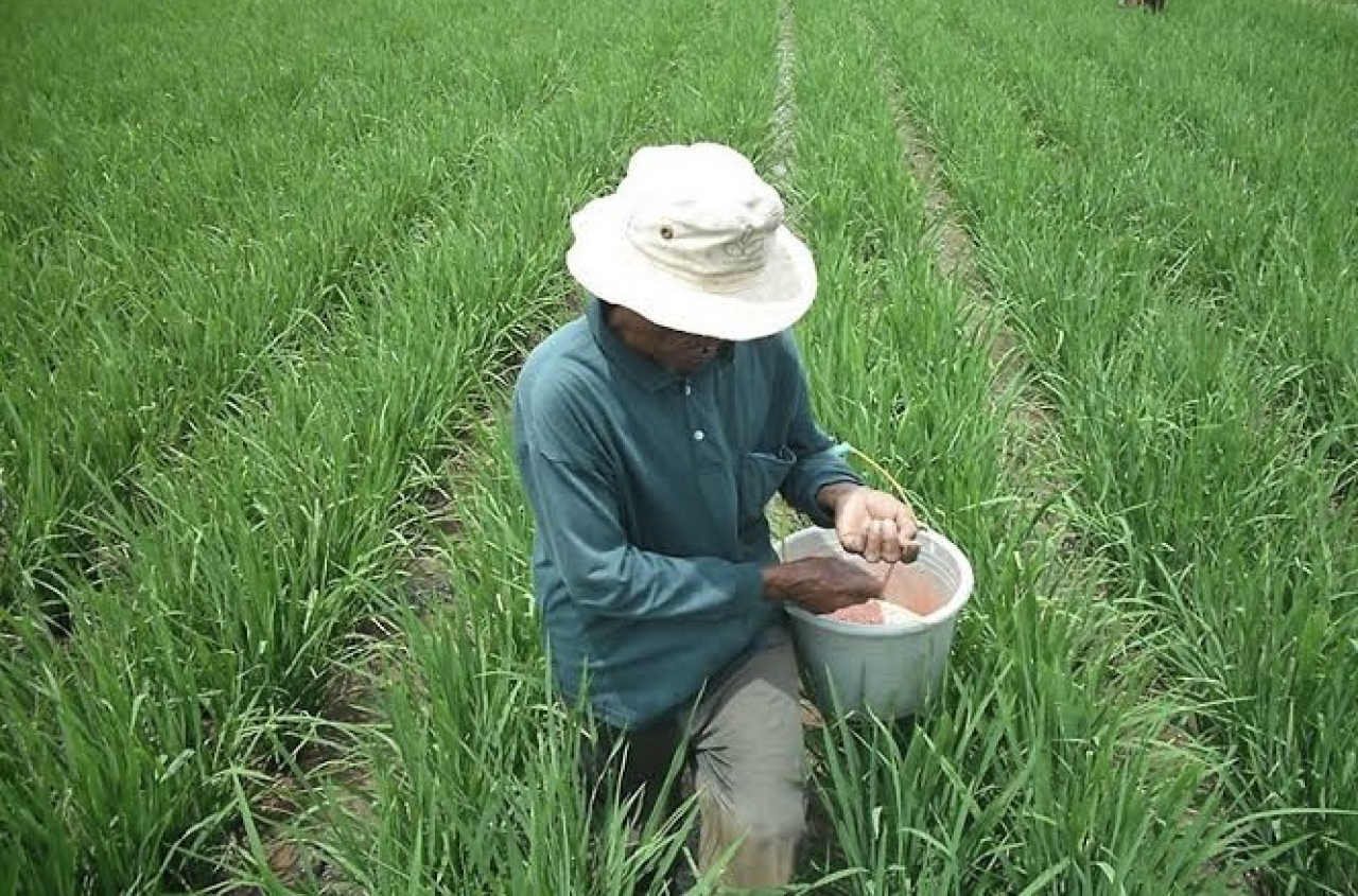 Realisasi Pupuk Bersubsidi di Bojonegoro Capai Nyaris 100%, NPK Phonska Memimpin