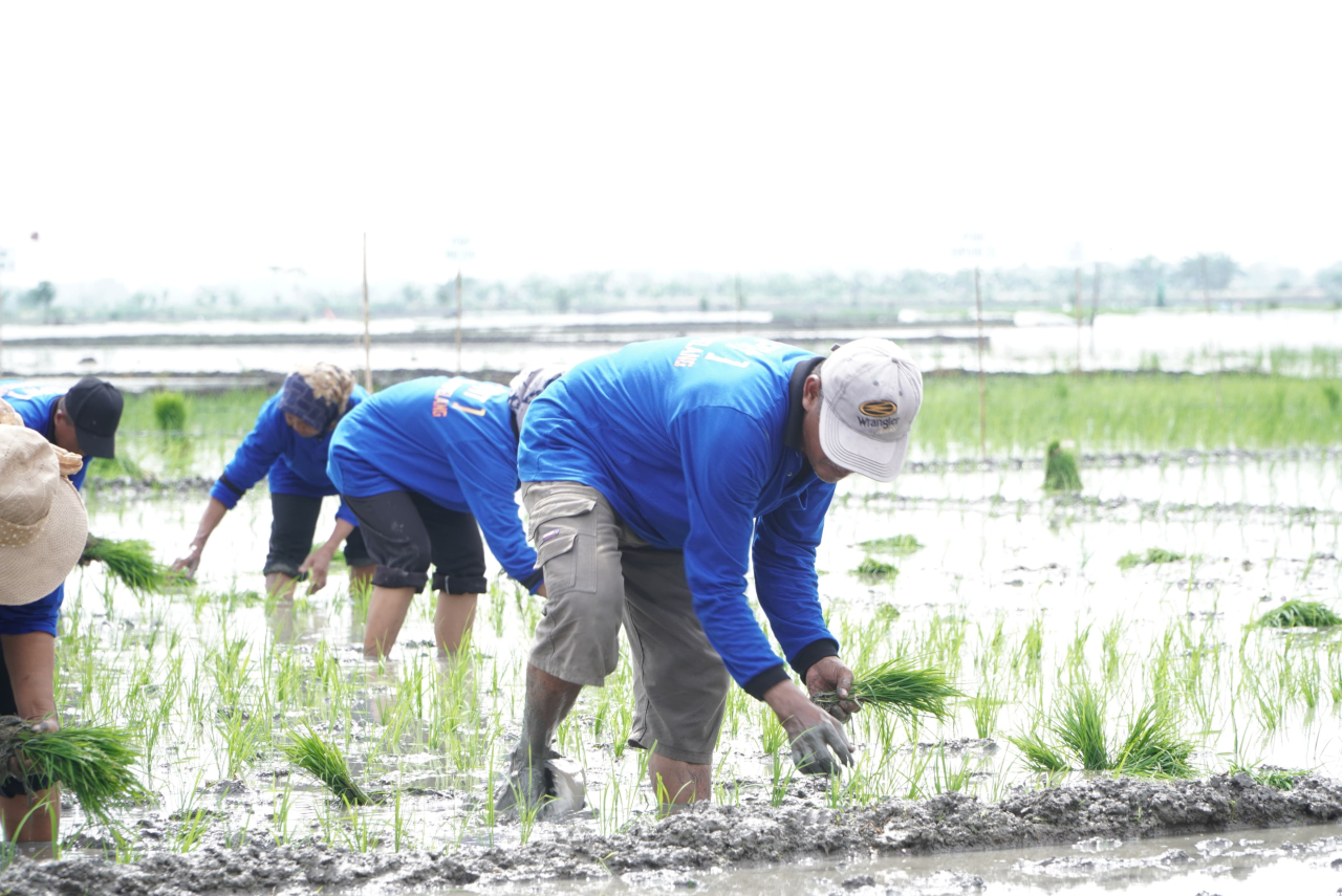 Dukung Swasembada Pangan Nasional, Luas Tambah Tanam di Lamongan Lampaui Target