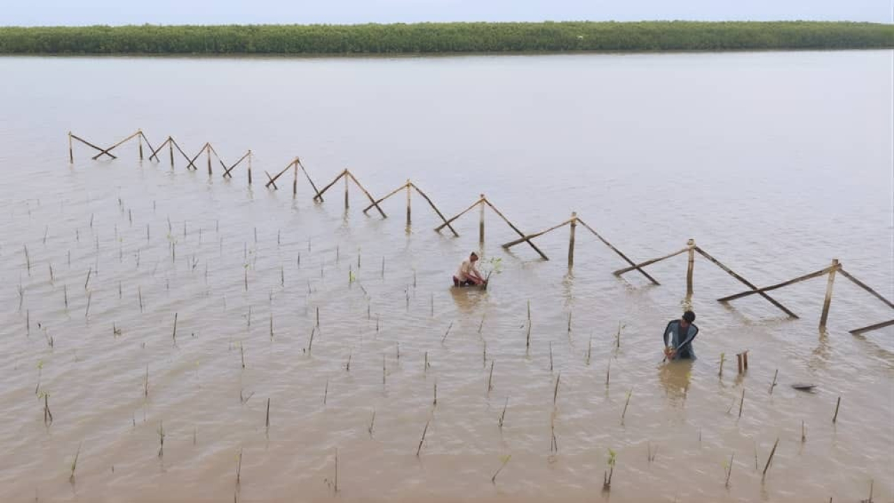 Mudahkan Tanam Mangrove di Lumpur, Alat 'Pancalan' Milik PGN SAKA Resmi Dipatenkan