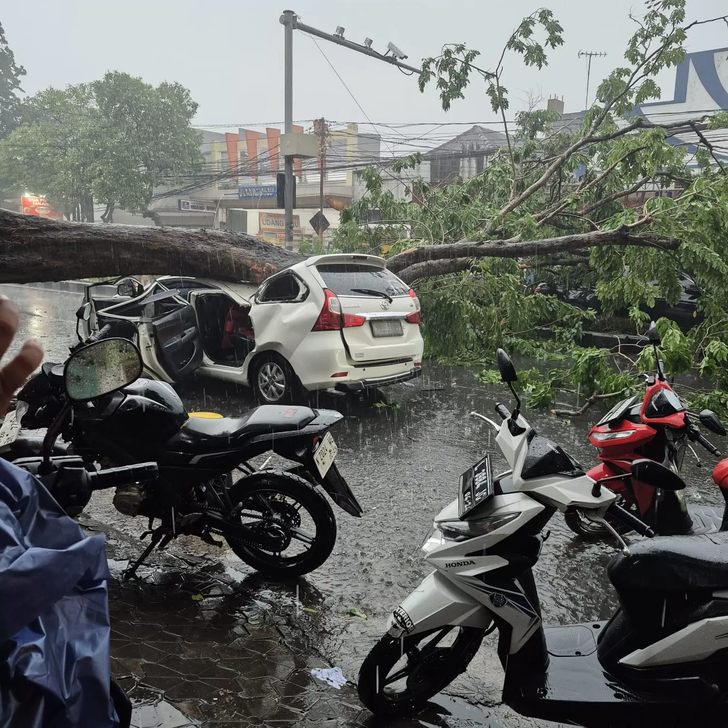 Ngeri! Pohon Raksasa Roboh di Jalan Mojopahit, Lalu Lintas Sidoarjo Lumpuh