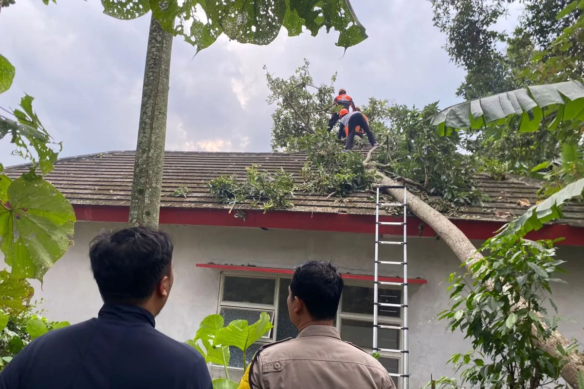 Warga Ledokombo Jember Tewas Tertimpa Pohon