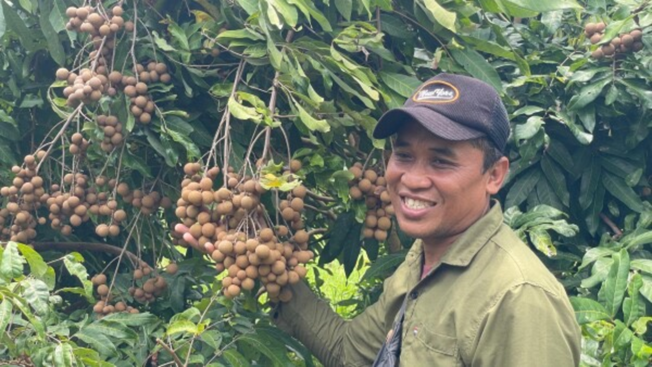 Manfaatkan Lahan 3 Hektare, Petani Bojonegoro Sukses Kembangkan Kelengkeng Itoh dan New Kristal