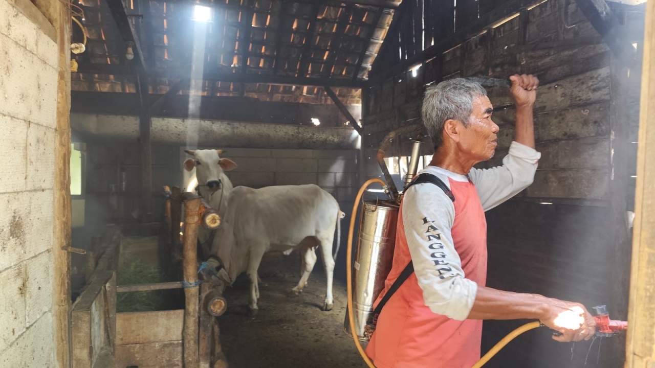 Wabah PMK Kembali Menghantui Bojonegoro, Puluhan Sapi Terinfeksi