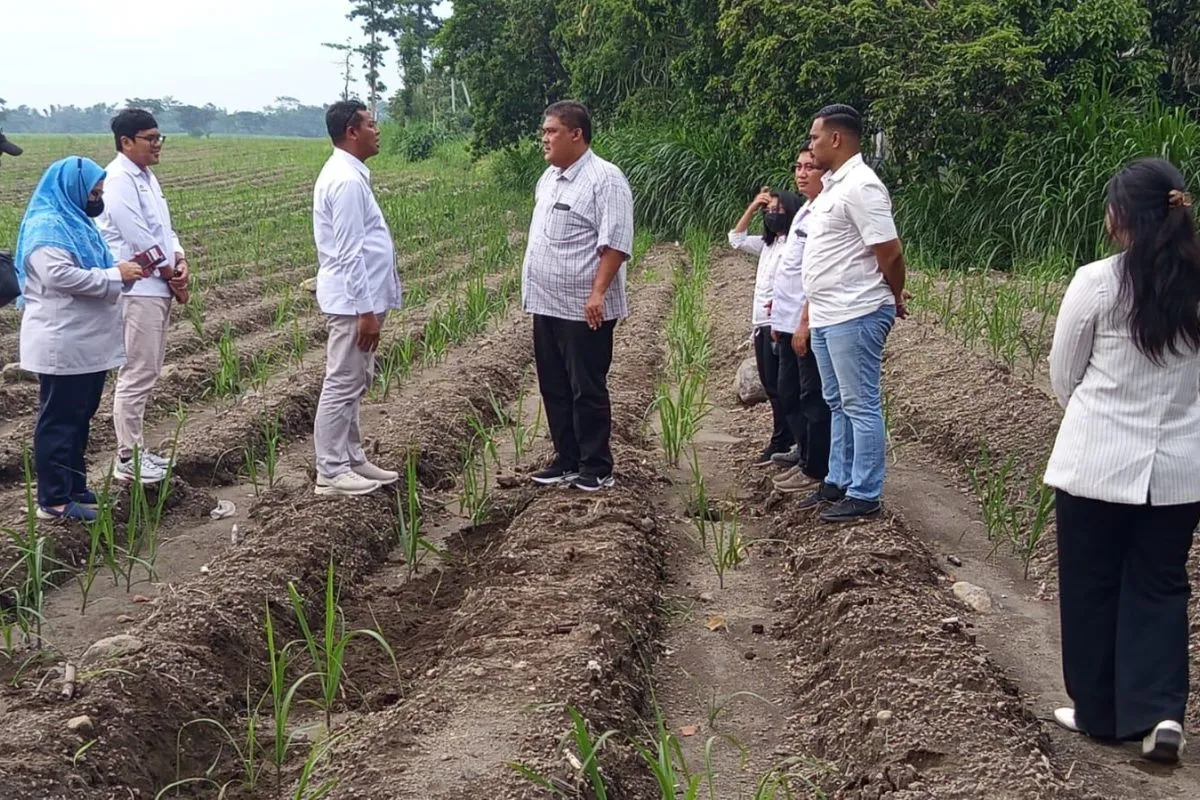 PT SGN MKSO Kebun Dhoho Siapkan 5.805,59 Hektare untuk Tanaman Tebu