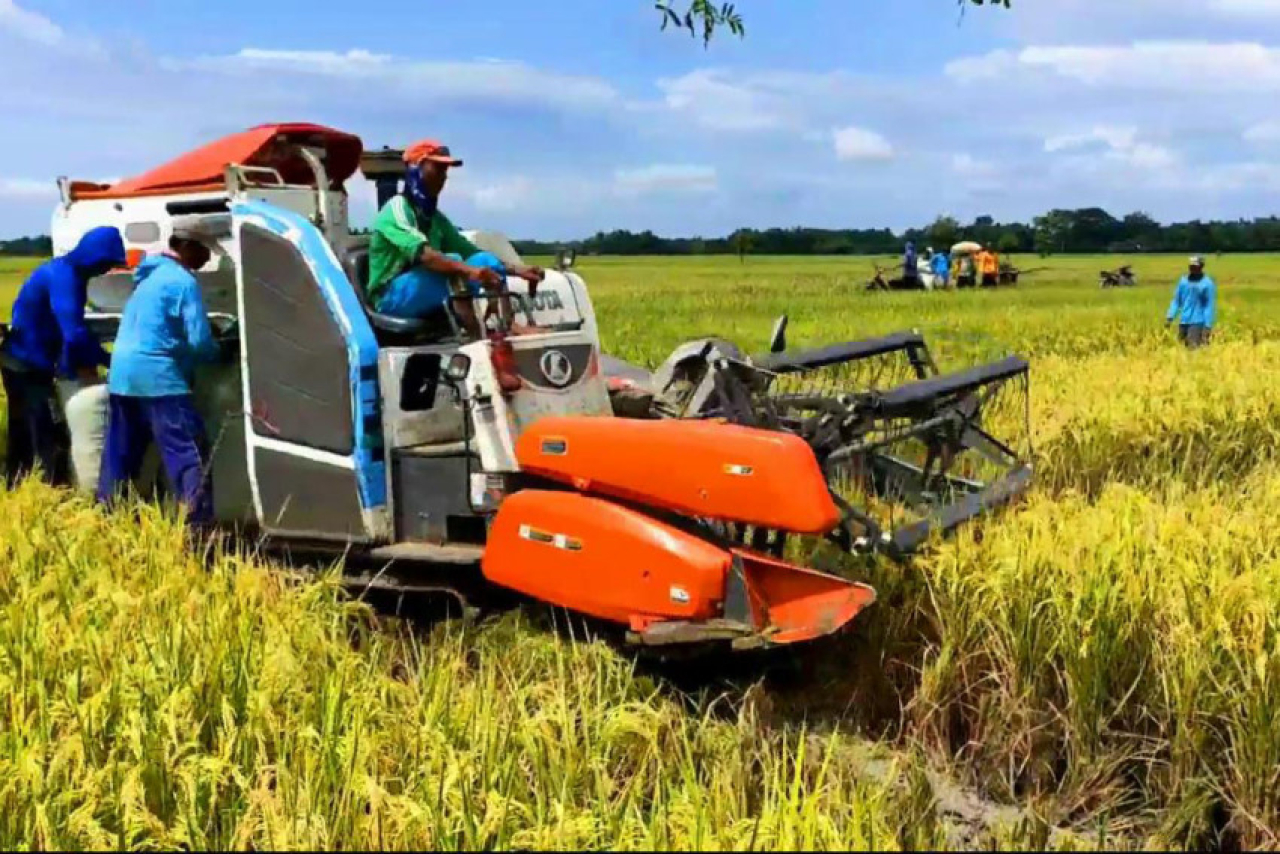 Ironi Panen Raya Bojonegoro: Harga Gabah di Sawah Murah, di Bulog Justru Melambung Tinggi