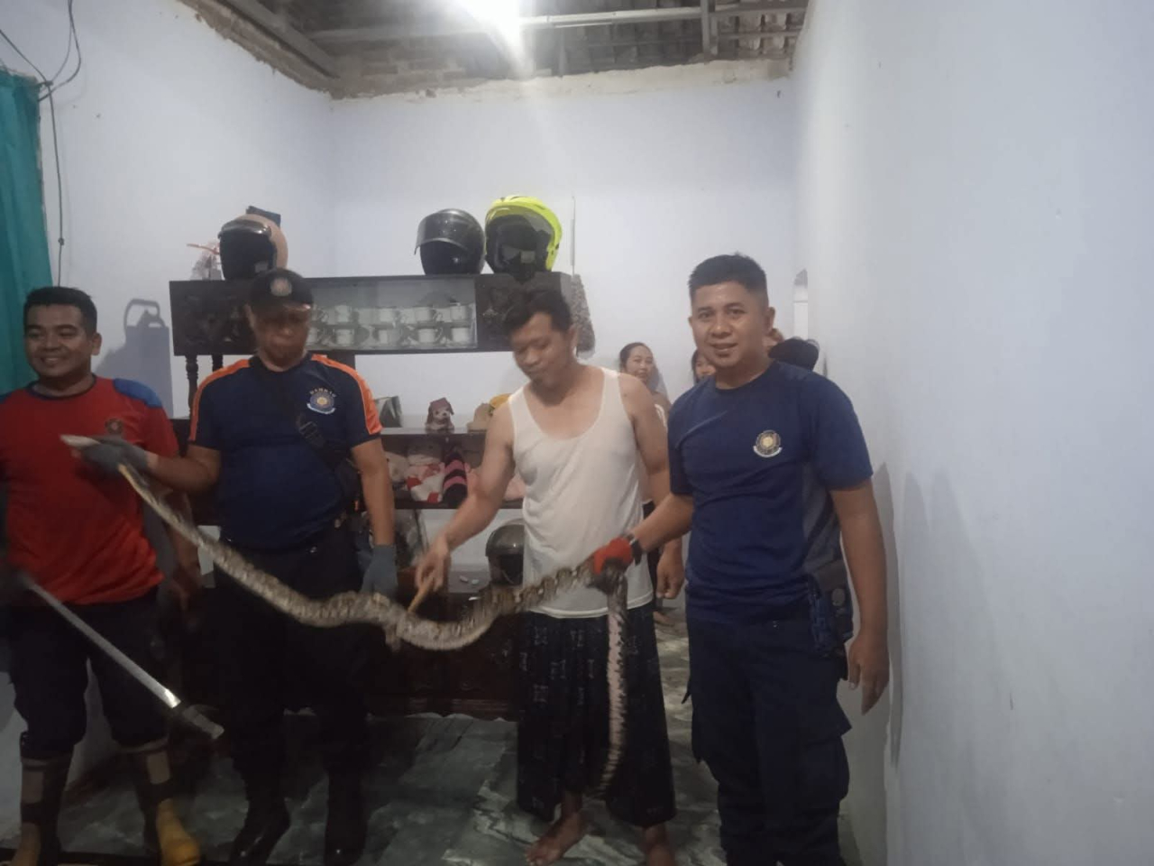 Piton 3 Meter Muncul di Plafon Rumah Warga Jember Saat Lebaran, Evakuasi Dramatis Berlangsung 1,5 Jam