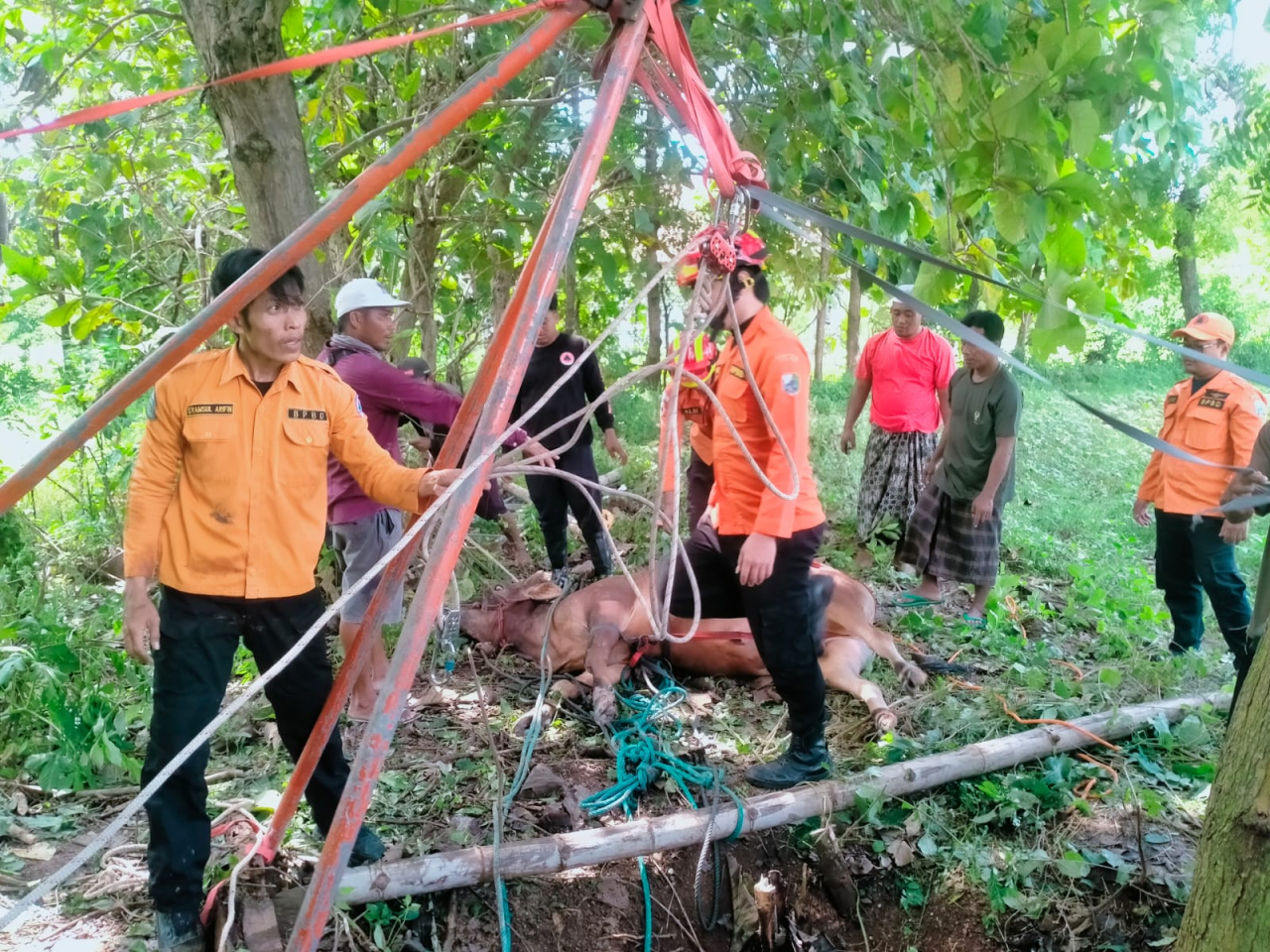 Dua Jam Menegangkan, Tim Gabungan Berhasil Evakuasi Sapi yang Terperosok Sumur 6 Meter di Sampang