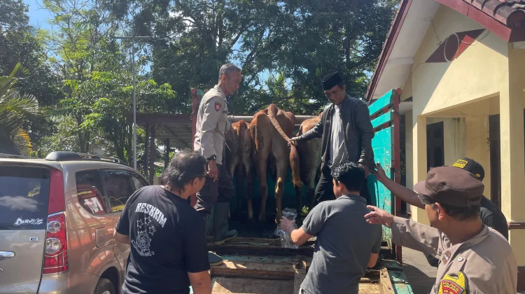 Diduga Hasil Curian, Polres Lumajang Amankan 4 Ekor Sapi