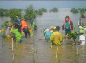 Enam tahun yang lalu, salah satu Petinggi PT. Smelting, Hirokawa-san, ketika memulai penanaman mangrove menyampaikan kepada warga disana: "Saat ini Kami tanam mangrove disini, 10 tahun kedepan Kami berharap apa yang kami tamam bisa tumbuh dan berkembang dengan baik".